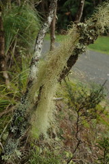 Usnea nidifica