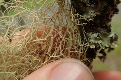 Usnea nidifica