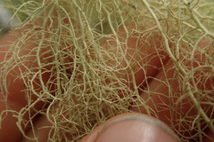 Usnea nidifica