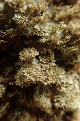 Sticta babingtonii