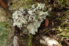 Parmotrema robustum