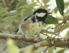 Periparus ater sardus
