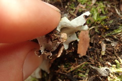 Parmotrema robustum