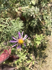 Galatella dahurica
