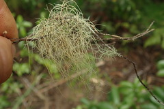Usnea inermis