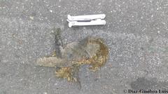 Ctenosaura similis similis