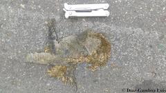 Ctenosaura similis similis