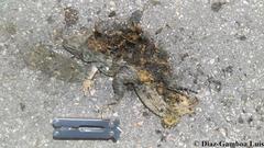 Ctenosaura similis similis