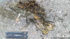 Ctenosaura similis similis