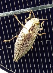 Dicerca caudata