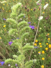 Echium vulgare