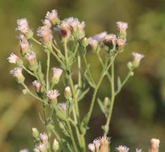 Erigeron acris acris