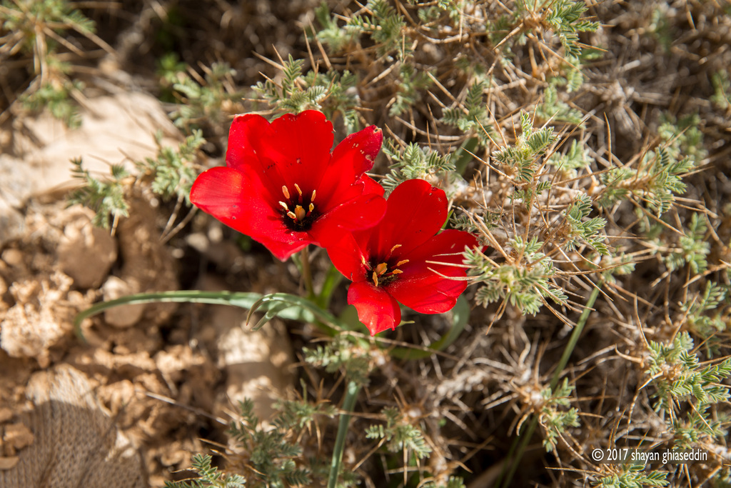 Mountain Tulip