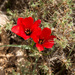 Mountain Tulip - Photo (c) Shayan Ghiaseddin, some rights reserved (CC BY-NC-SA), uploaded by Shayan Ghiaseddin