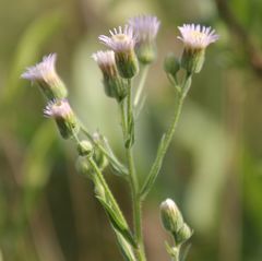 Erigeron acris acris