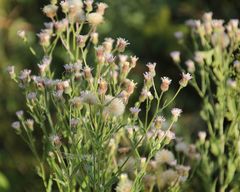 Erigeron acris acris