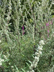Artemisia vulgaris