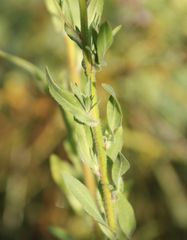 Erigeron acris acris