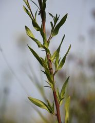 Erigeron acris acris
