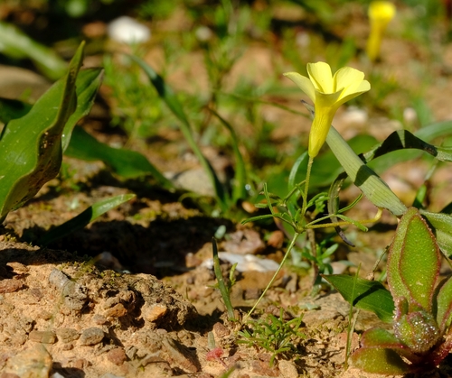 Koring Sorrel (Oxalis fragilis)
