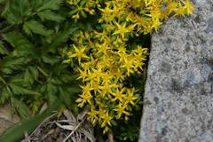 Sedum morrisonense
