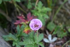Geranium hayatanum