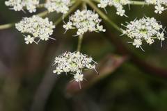 Pimpinella niitakayamensis