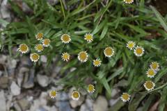 Erigeron morrisonensis