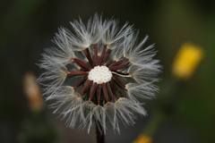 Picris hieracioides morrisonensis