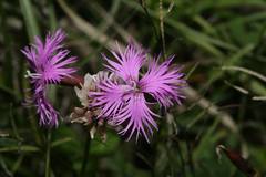 Dianthus pygmaeus