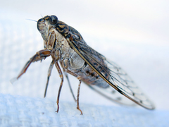 Cicada barbara lusitanica