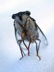 Cicada barbara lusitanica