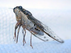 Cicada barbara lusitanica