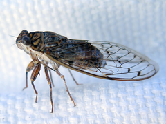 Cicada barbara lusitanica