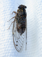 Cicada barbara lusitanica