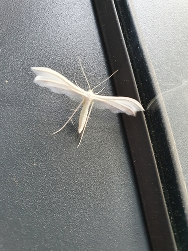 White Plume Moth, Nijmegen, Hatert-Delsenhof, 6535 NT Nijmegen, Nederland, photo 9 of 10