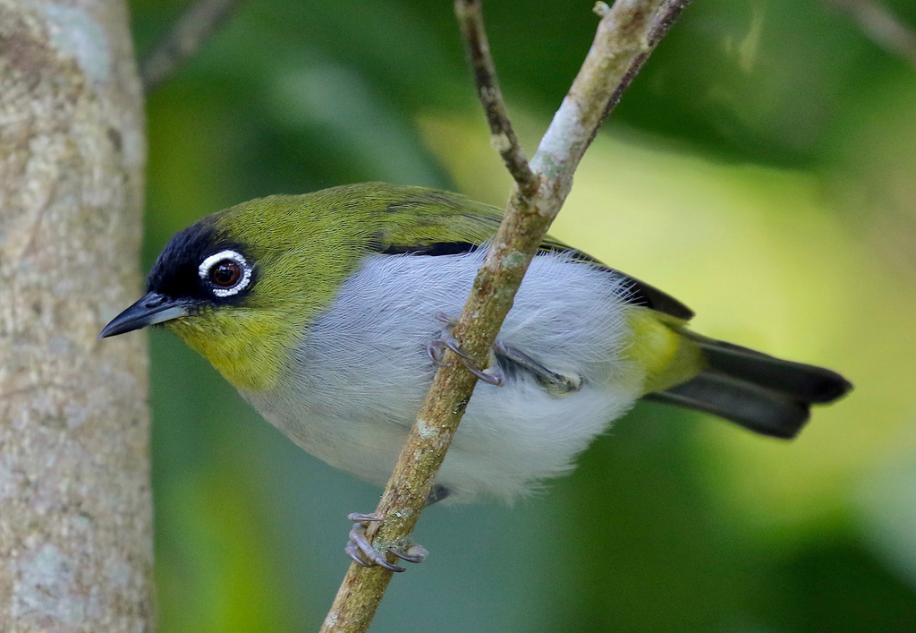 Black-crowned White-eye (Zosterops atrifrons) photo