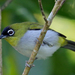 Black-crowned White-Eye - Photo (c) Jonathan M, some rights reserved (CC BY-NC), uploaded by Jonathan M