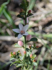 Philotheca verrucosa