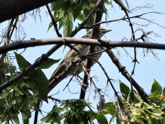 Turdus iliacus