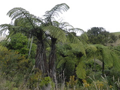 Cyathea medullaris