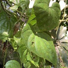 Dioscorea collettii