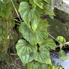 Dioscorea collettii