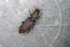 Pycnomerus fuliginosus