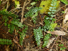 Blechnum filiforme