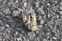 Platypleura kaempferi