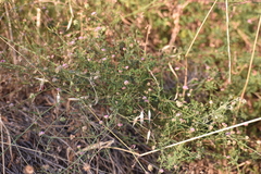 Dorycnopsis gerardi