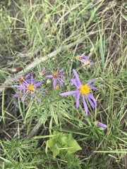 Galatella dahurica