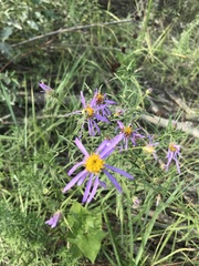 Galatella dahurica