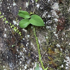 Rhaphidophora hongkongensis